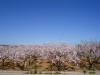 Almond Blosom in Javea